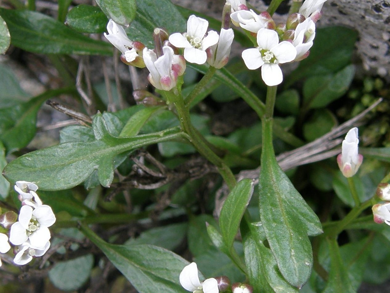 Cardamine resedifolia ?